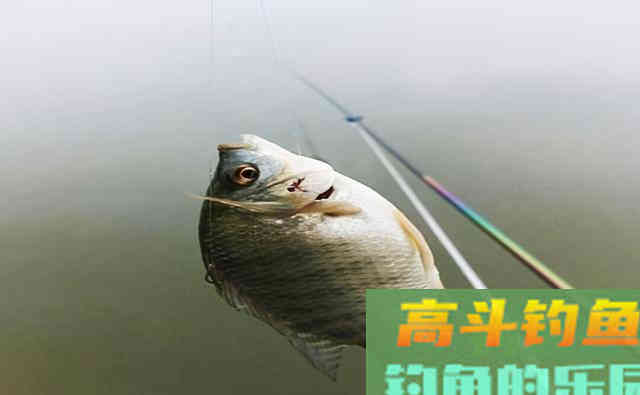钓友脑洞大开，鸡肝十三香钓罗非，渔获让他出人头地