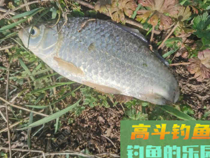 初春双竿钓鲫鱼的一点体会