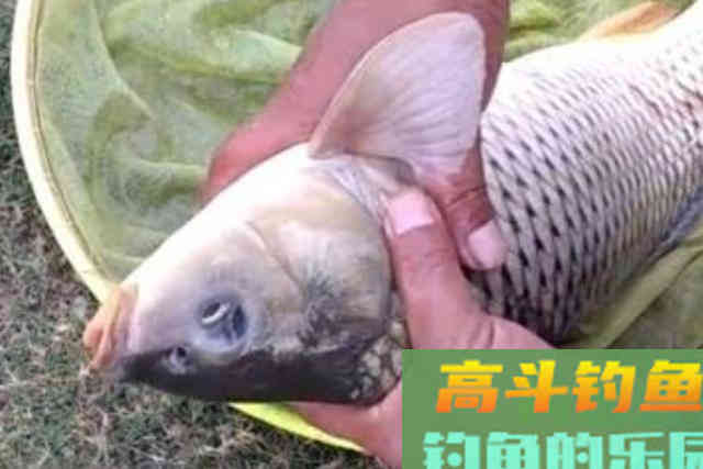 春天这样诱钓鲤鱼，方法简单，上鱼又快又狠