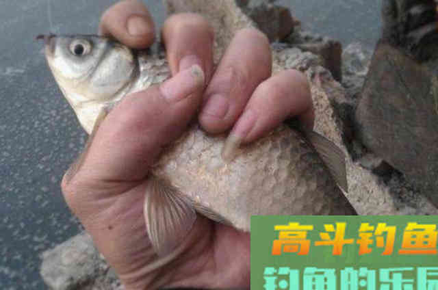 秋钓鲫鱼,需要钓友细心留意的一些钓法技巧 秋钓鲫鱼,需要钓友细心留意的一些钓法技巧