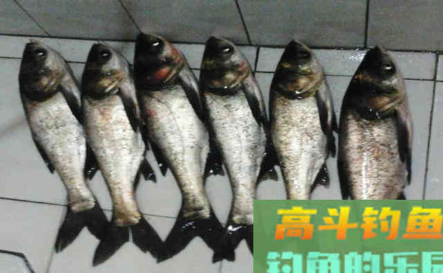 钓鲢鳙远离这3大误区，钓好鱼很简单