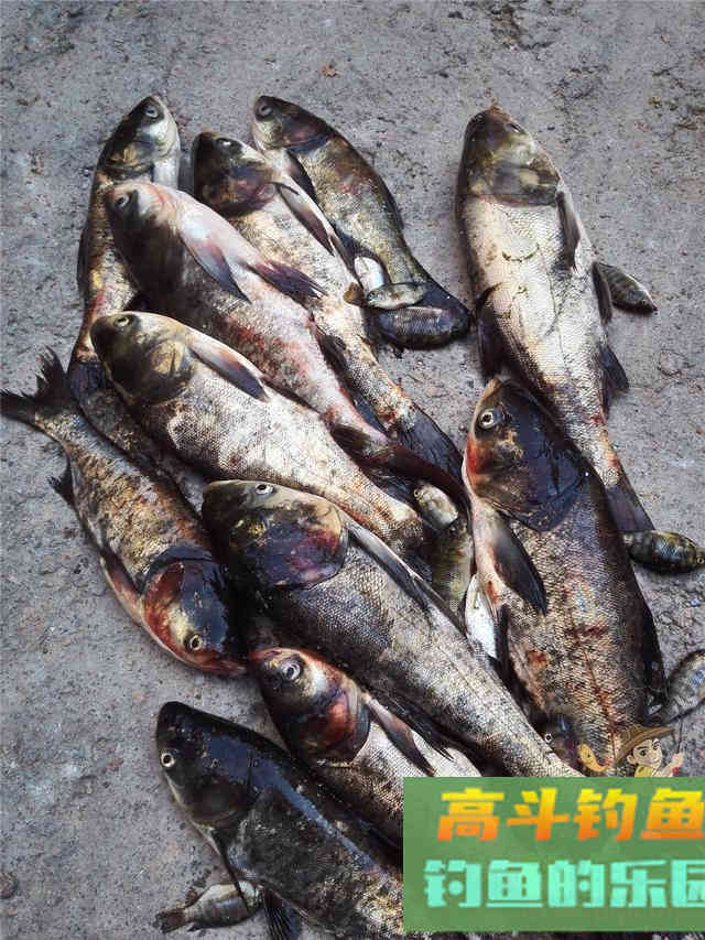 夏季手竿钓鲢鳙攻略,个头大遛鱼刺激 夏季手竿钓鲢鳙攻略,个头大遛鱼刺激