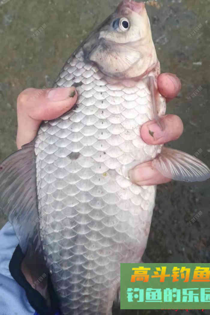 都说钓鲫鱼,用小钩细线,那么怎么配置子线组 都说钓鲫鱼,用小钩细线,那么怎么配置子线组