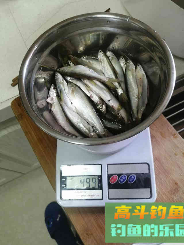 冬天野钓白条攻略，哪怕再冷它都不离不弃