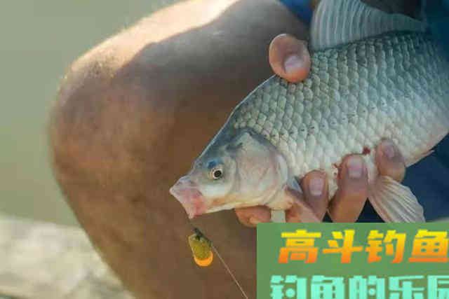 天气热，鲫鲤鱼都藏在这五个地方