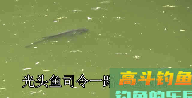 为何春季鲫鱼又大又多，夏季又少又小？钓大板鲫并不难