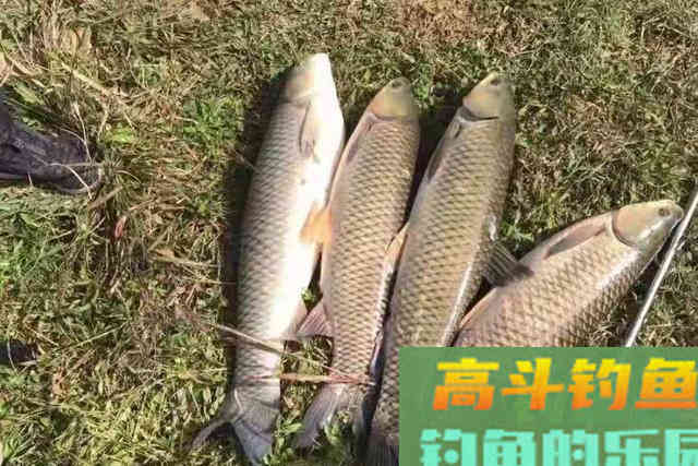 用了这钓法，大草鱼接二连三的上钩