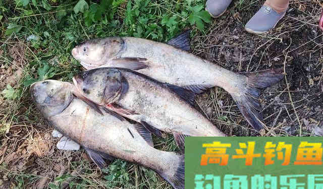 湖北百斤花鲢鱼王“寿终正寝” 湖北百斤花鲢鱼王“寿终正寝”