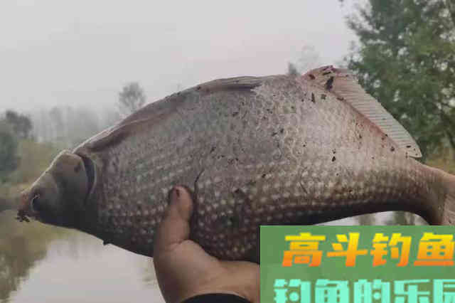 夏钓鳊鱼学会这几招，气温再高也照样钓过瘾