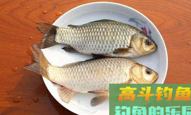 鲫鱼有哪些种类？没想到竟然有这么多种