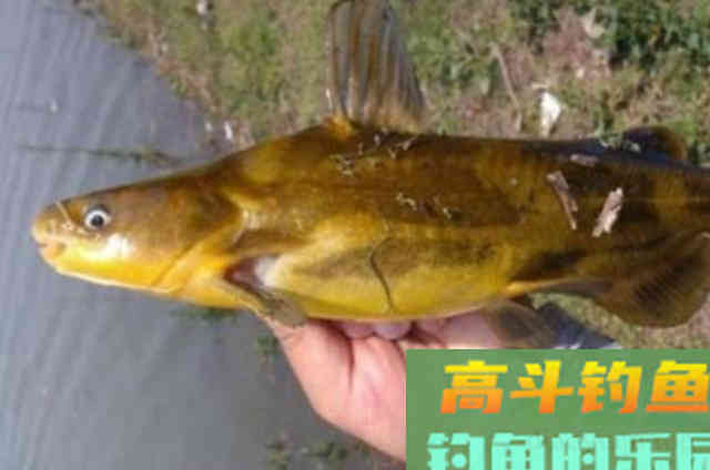 不是黄骨鱼不好钓,只因你没用这诀 不是黄骨鱼不好钓,只因你没用这诀