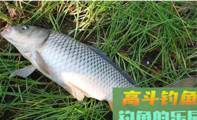 秋季鲤鱼,试试这种最特别的钓法 秋季鲤鱼,试试这种最特别的钓法