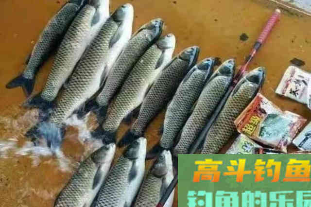 草鱼越大就越难钓，殊不知用了这方法，接连上鱼不间断