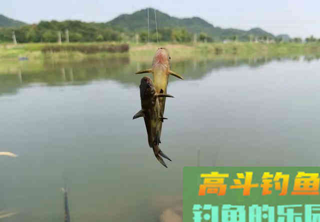 钓昂刺鱼就该钓钝？换个角度看待调漂问题吧