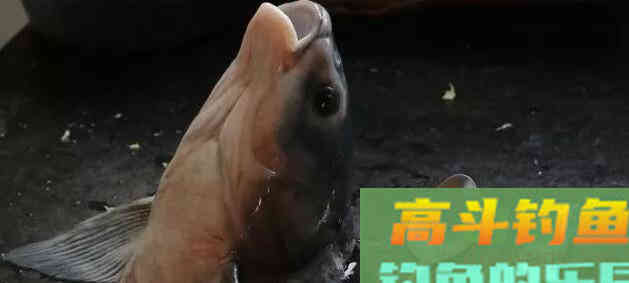 唯一一种鱼没牙齿贵的鱼，青鱼的无奈，四大家鱼中最难的一位