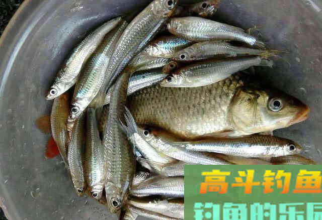 冬天最好钓的小鱼:银鮈,味美好钓分布广 冬天最好钓的小鱼:银鮈,味美好钓分布广