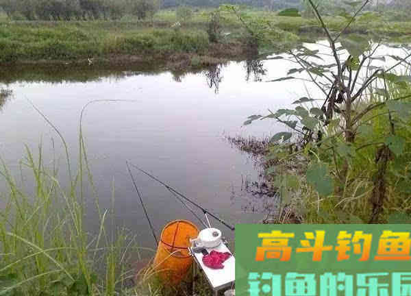 为何钓鲤上鱼多在早晚,午间却很难有中鱼的机会 为何钓鲤上鱼多在早晚,午间却很难有中鱼的机会