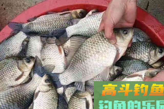 天气一冷，我就想用这鲫鱼钓法