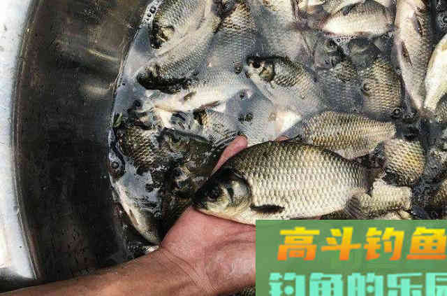 钓鲫就数这用钩精髓最关键,鲫鱼接二连三的上 钓鲫就数这用钩精髓最关键,鲫鱼接二连三的上