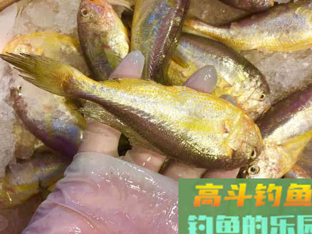 什么是黄鱼？如何垂钓黄鱼的一些技巧