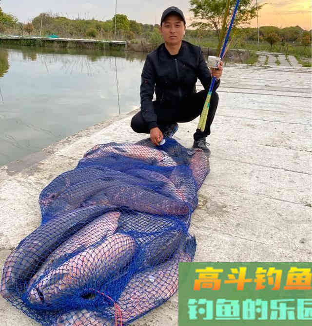 根据青鱼新鱼特点,分析鱼情合理选择正确钓法 根据青鱼新鱼特点,分析鱼情合理选择正确钓法