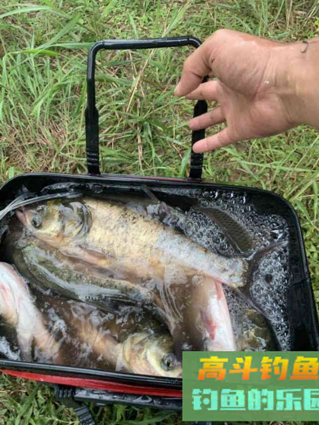 夏季手竿作钓鲢鳙，学会这六大作钓技巧