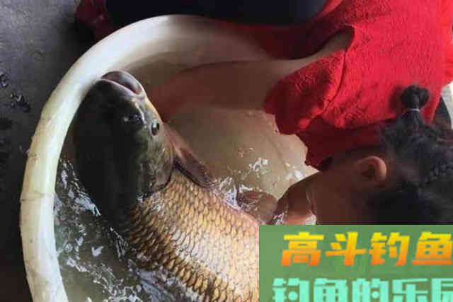 钓草鱼就学会这套特色钓法,二十年老钓手都竖大拇指 钓草鱼就学会这套特色钓法,二十年老钓手都竖大拇指