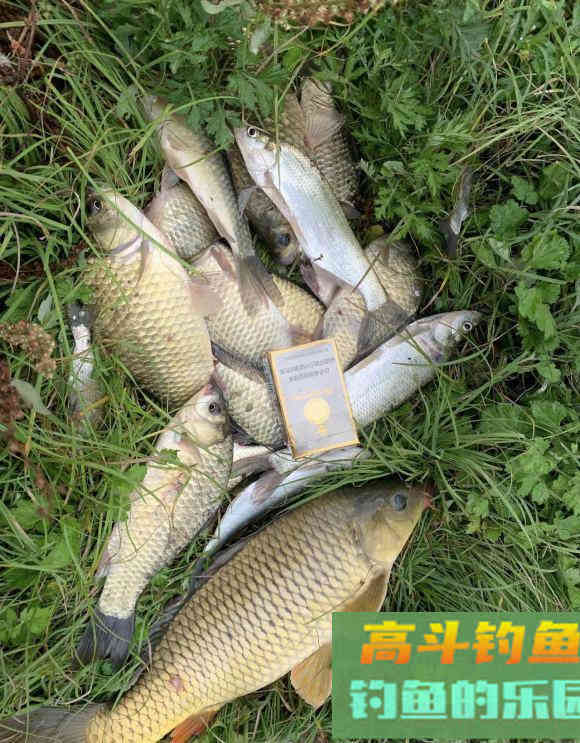 鲤鱼狂口期即将到来，只看一个信号，这样钓爆护概率大