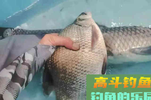 难怪鳊鱼越钓越过瘾，春季用这种钓法，新手变老司机