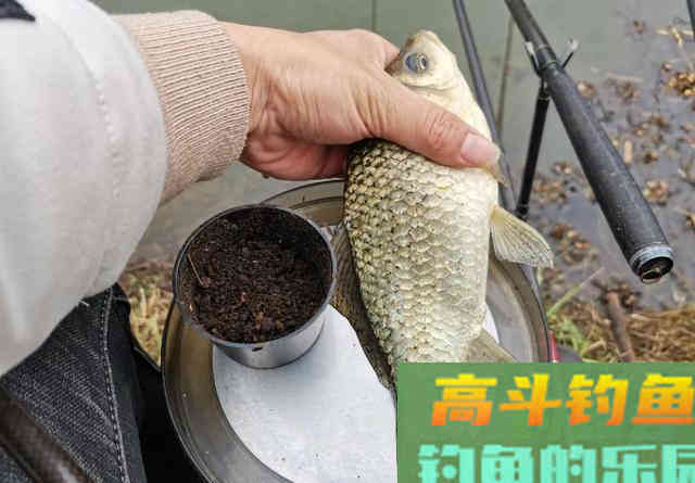 小鲫鱼连杆钓,大鲫鱼不见影?找到原因对症下药才能钓过瘾 小鲫鱼连杆钓,大鲫鱼不见影?找到原因对症下药才能钓过瘾