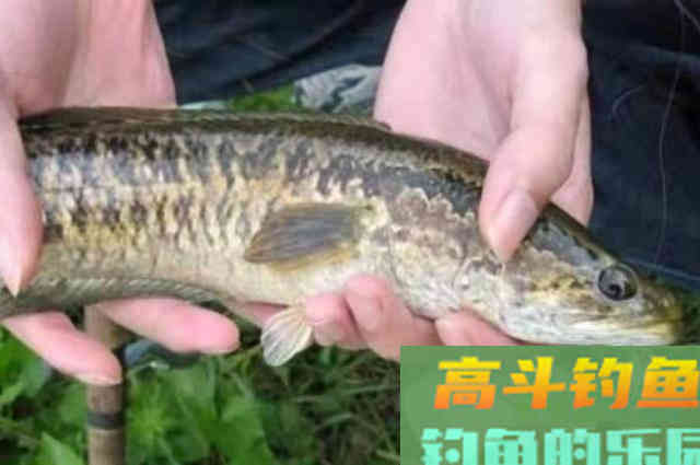 气温越高，我反而越想用这黑鱼钓法