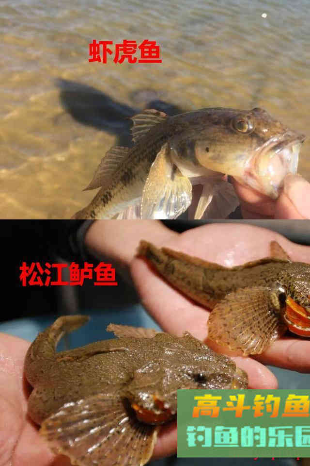 不要把这几种鱼弄错，和保护鱼种区别很小，避免惹麻烦