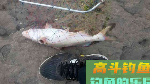 此鱼上海称鮰老鼠，四川名江团，贵州习鱼怎么钓