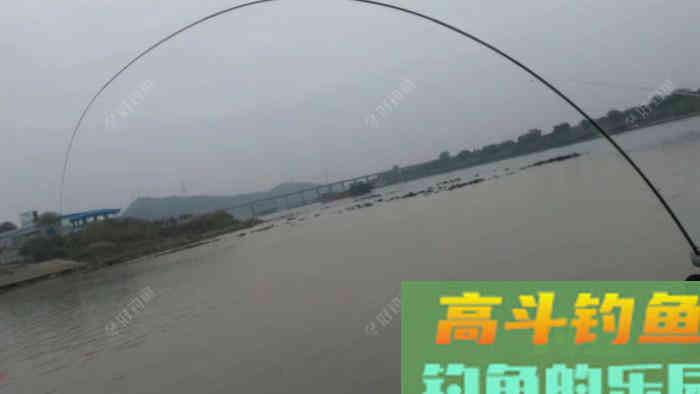 鲤鱼如何逗钓?什么情况下容易吃死口,这样钓收获更好 鲤鱼如何逗钓?什么情况下容易吃死口,这样钓收获更好