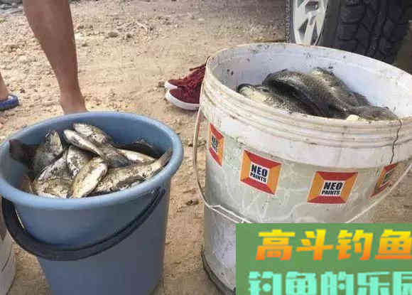 罗非鱼爱谈恋爱,钓鱼人利用此特性,将其一窝端 罗非鱼爱谈恋爱,钓鱼人利用此特性,将其一窝端