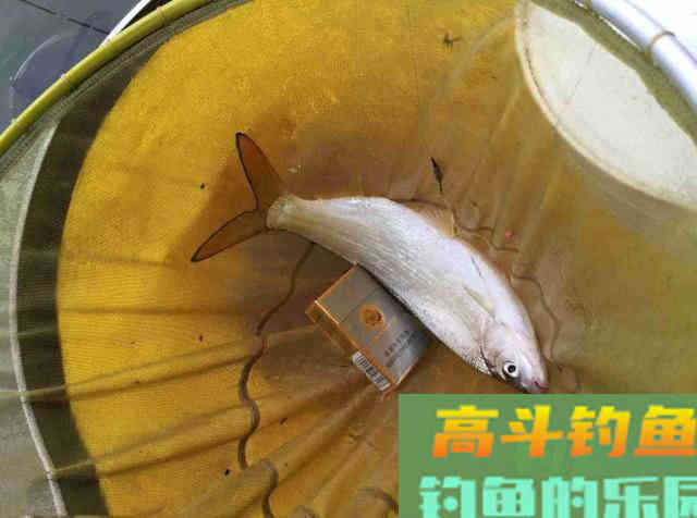 嘴巴小尾巴黄，3两重的冲劲很大，这鱼该如何垂钓