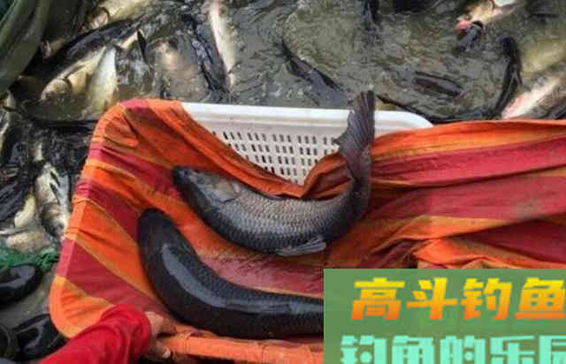 钓青鱼有什么技巧？高手给你说道说道