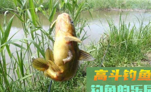 深秋野钓黄颡鱼,在这四种位置下竿 深秋野钓黄颡鱼,在这四种位置下竿