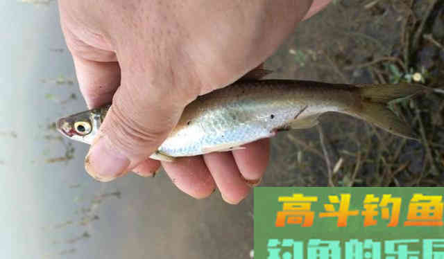 钓白条不只是饵料腥就可以,想收获多这几点要掌握 钓白条不只是饵料腥就可以,想收获多这几点要掌握