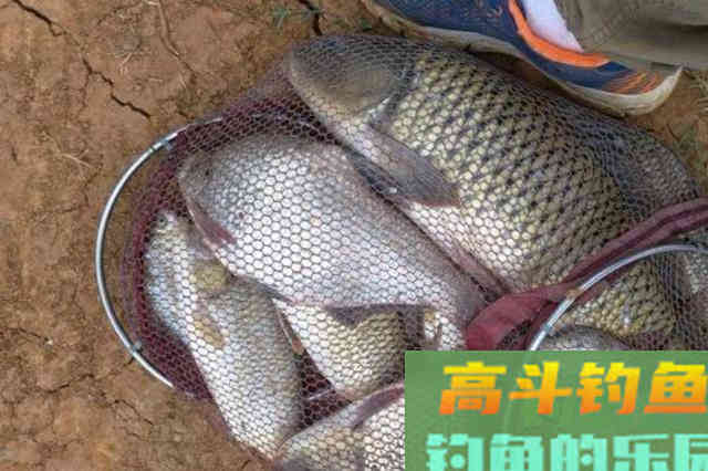 气温回升，钓鲤鱼，按我说的做，不怕鱼获不够好