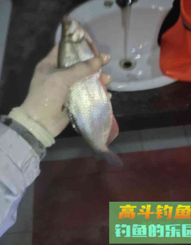 从邓刚狂抽翘嘴鱼，牵扯出钩距50公分的细节