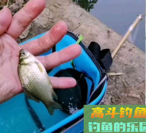 天气突降10度以下鲫鱼好钓吗 天气突降10度以下鲫鱼好钓吗