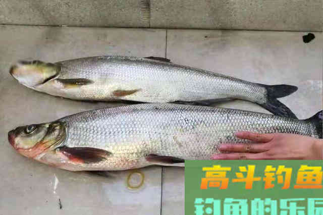 试试3个狠招，翘嘴鱼钓了一条又一条
