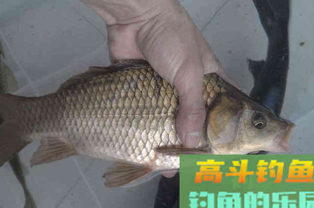 秋钓猛上板鲫的套路是什么？这调钓方式，你就可以