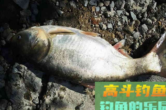 通过这6步学会钓鲢鳙技巧，对新手钓友很有用