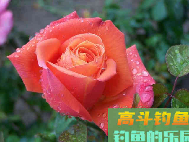 想要钓好鲫鱼,这些鲫鱼喜欢的味道,要明白 想要钓好鲫鱼,这些鲫鱼喜欢的味道,要明白