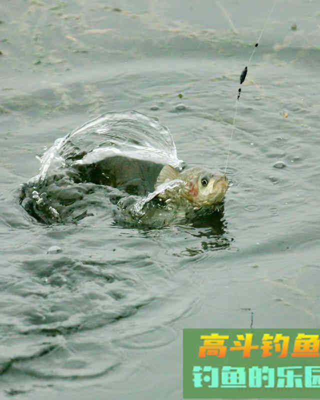鱼情如此多变,来教你们一个有效的鲫鱼钓法——钓行程 鱼情如此多变,来教你们一个有效的鲫鱼钓法——钓行程