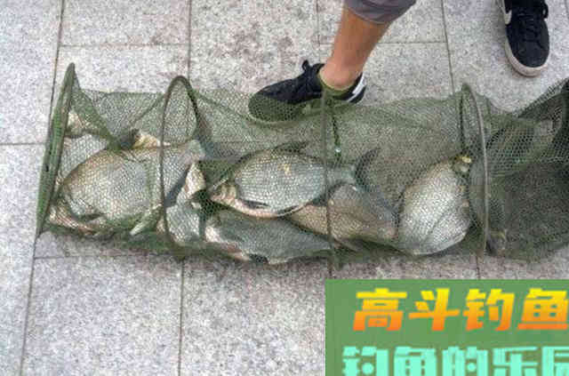 一到初秋，我只服这鳊鱼钓法