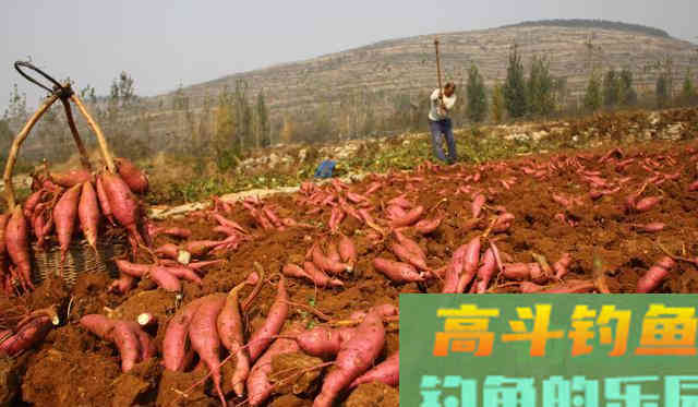 野钓鲤鱼这些年，心得不过这四条，注意这些小窍门