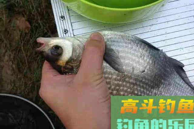 鳊鱼越大就越不上钩？殊不知换用这套路